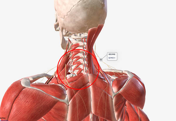 調布にお住まいの首が痛い、指先が痺れる人必見！鍼治療が頚椎症に向いている理由